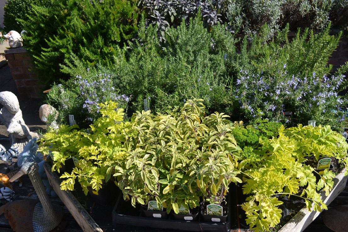 DSC_3339 The National Herb Centre